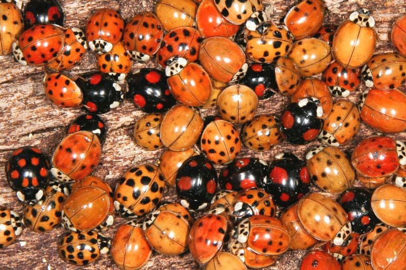 Asiatischer Marienkäfer (Harmonia axyridis) in unterschiedlichen Färbungen