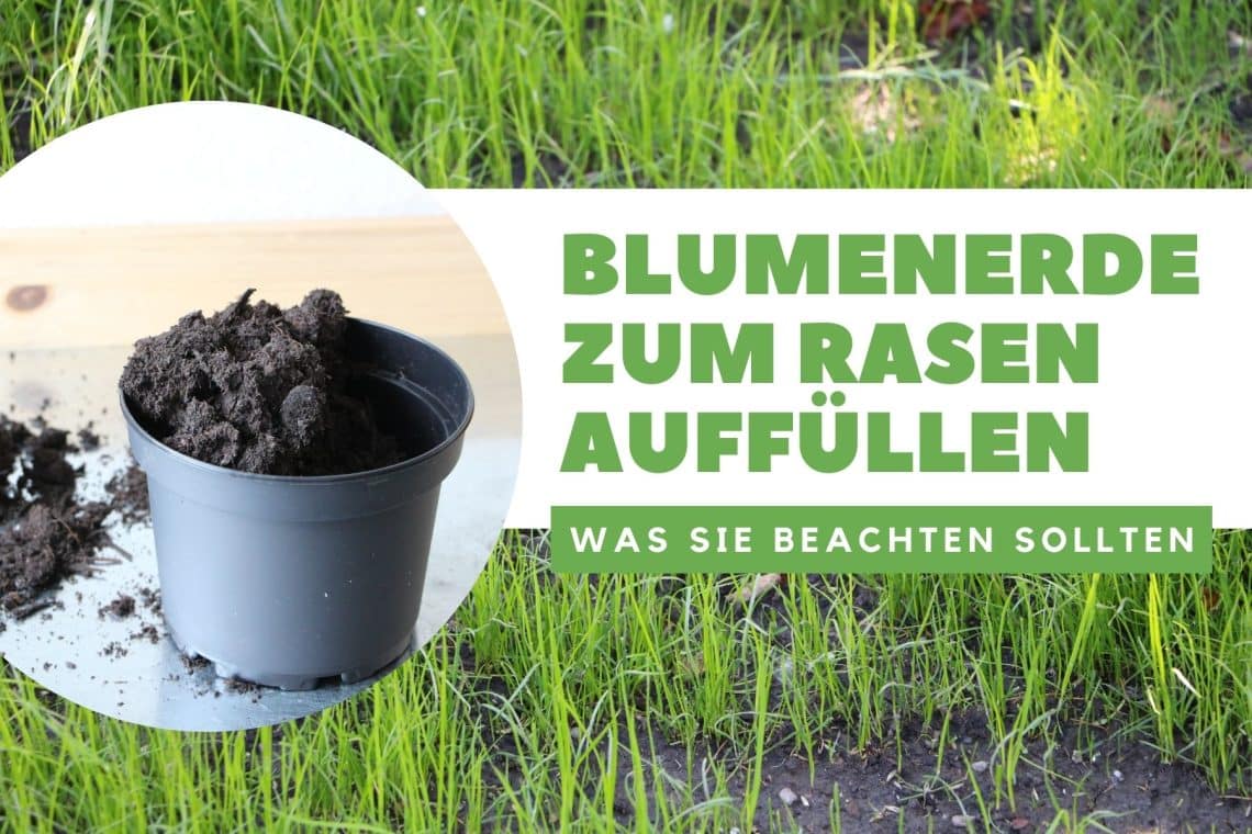 Blumenerde zum Rasen auffüllen