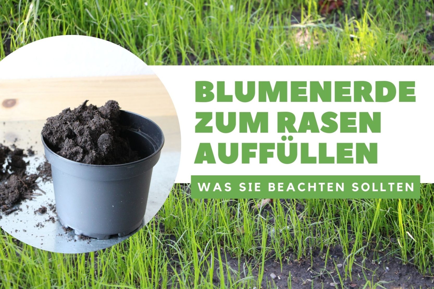 Frisch gesäten Rasen wässern wie oft Rasensamen gießen?