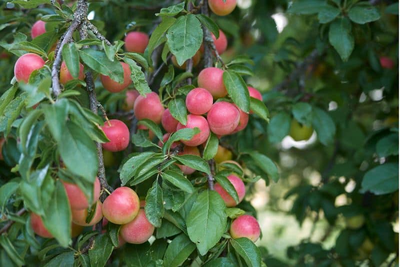 Blut-Pflaume 'Nigra' (Prunus cerasifera)