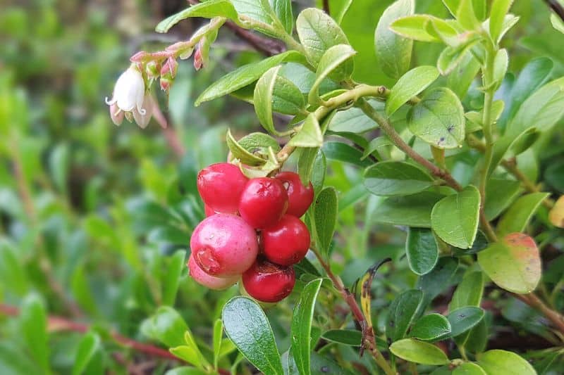 Echte Bärentraube (Arctostaphylos uva-ursi)