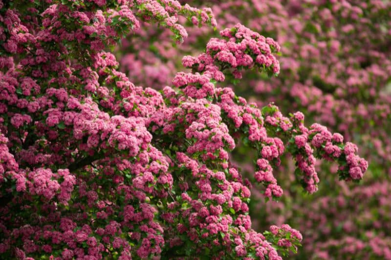 Echter Rotdorn 'Paul's Scarlet' (Crataegus laevigata)