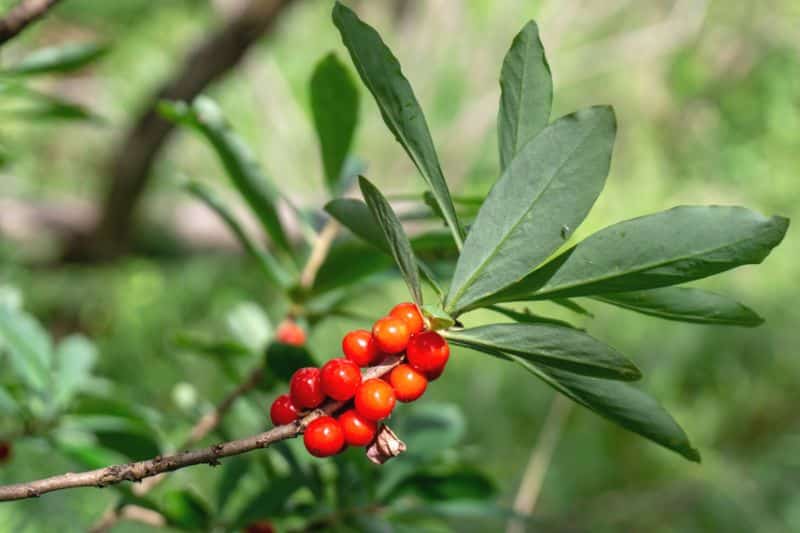 Echter Seidelbast (Daphne mezereum)