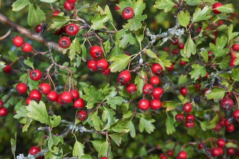 Eingriffeliger Weißdorn (Crataegus monogyna)