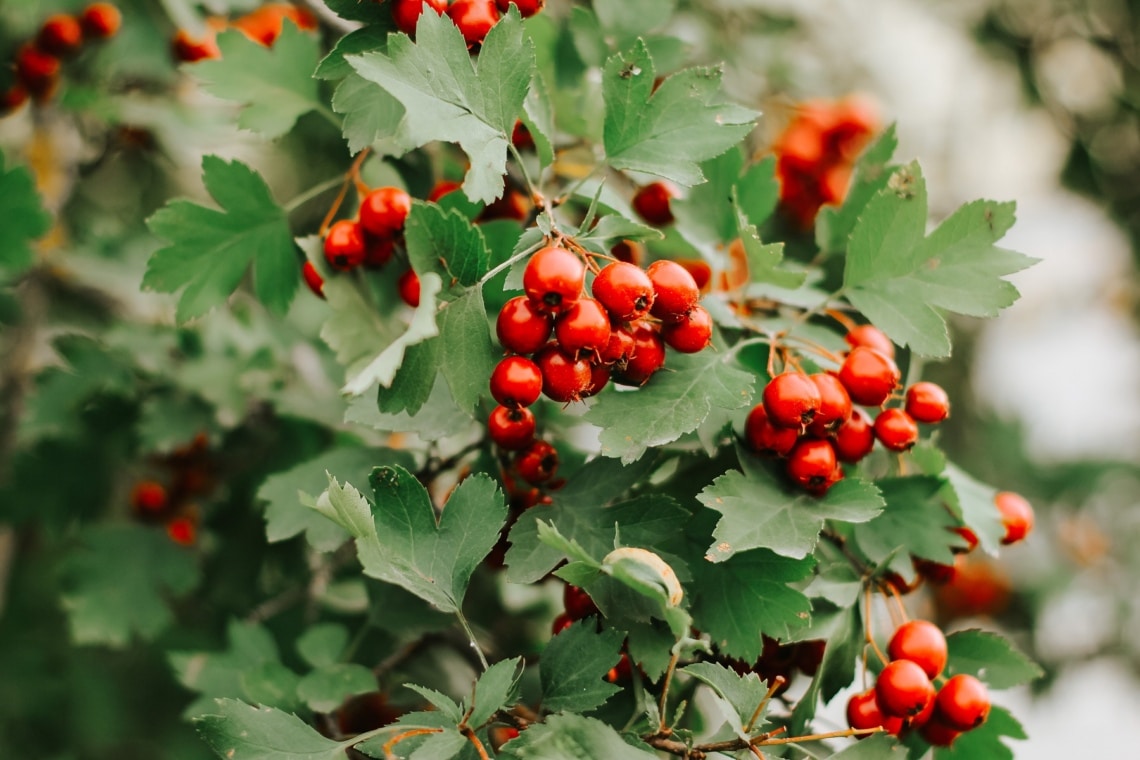 Eingriffeliger Weißdorn (Crataegus monogyna)