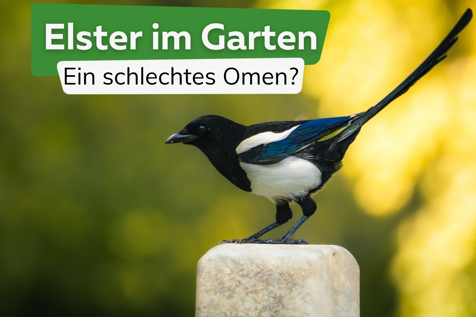 Was bedeutet eine Elster im Garten?