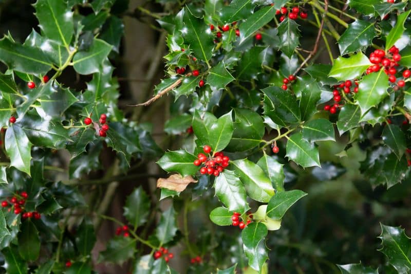 Europäische Stechpalme (Ilex aquifolium)