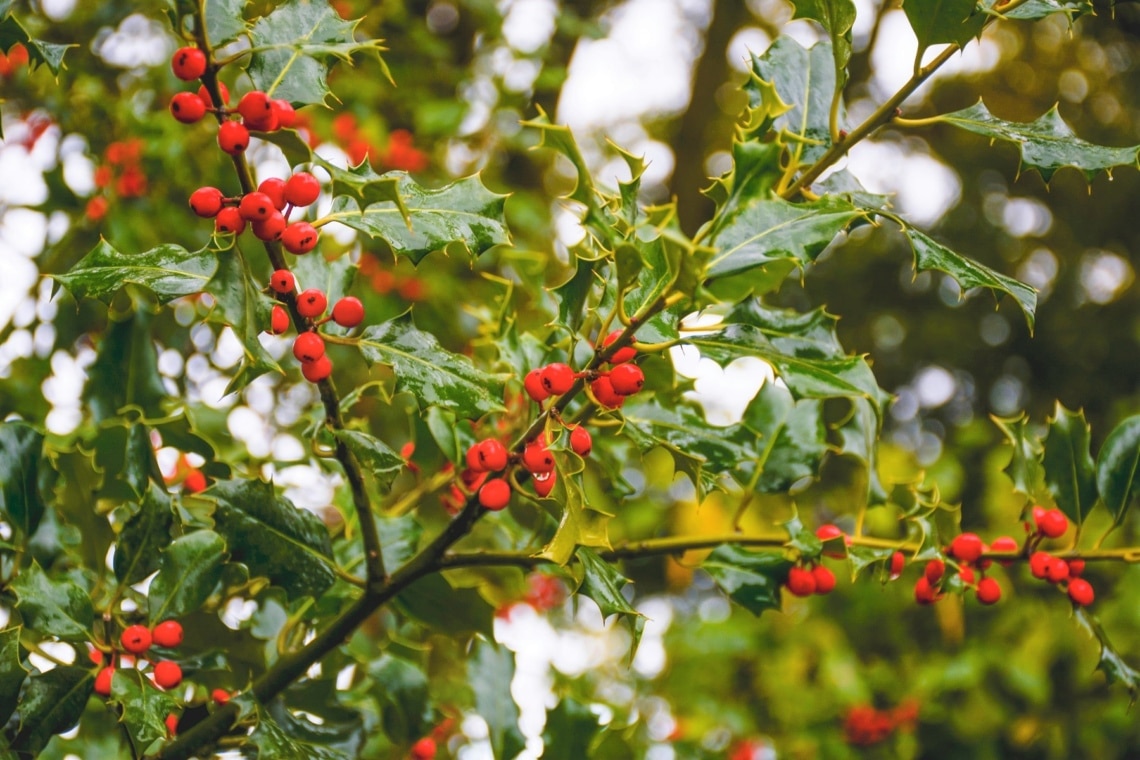 Europäische Stechpalme (Ilex aquifolium)