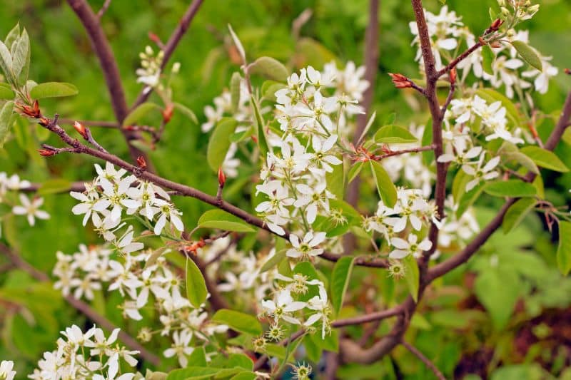 Felsenbirne 'Ballerina' (Amelanchier laevis)