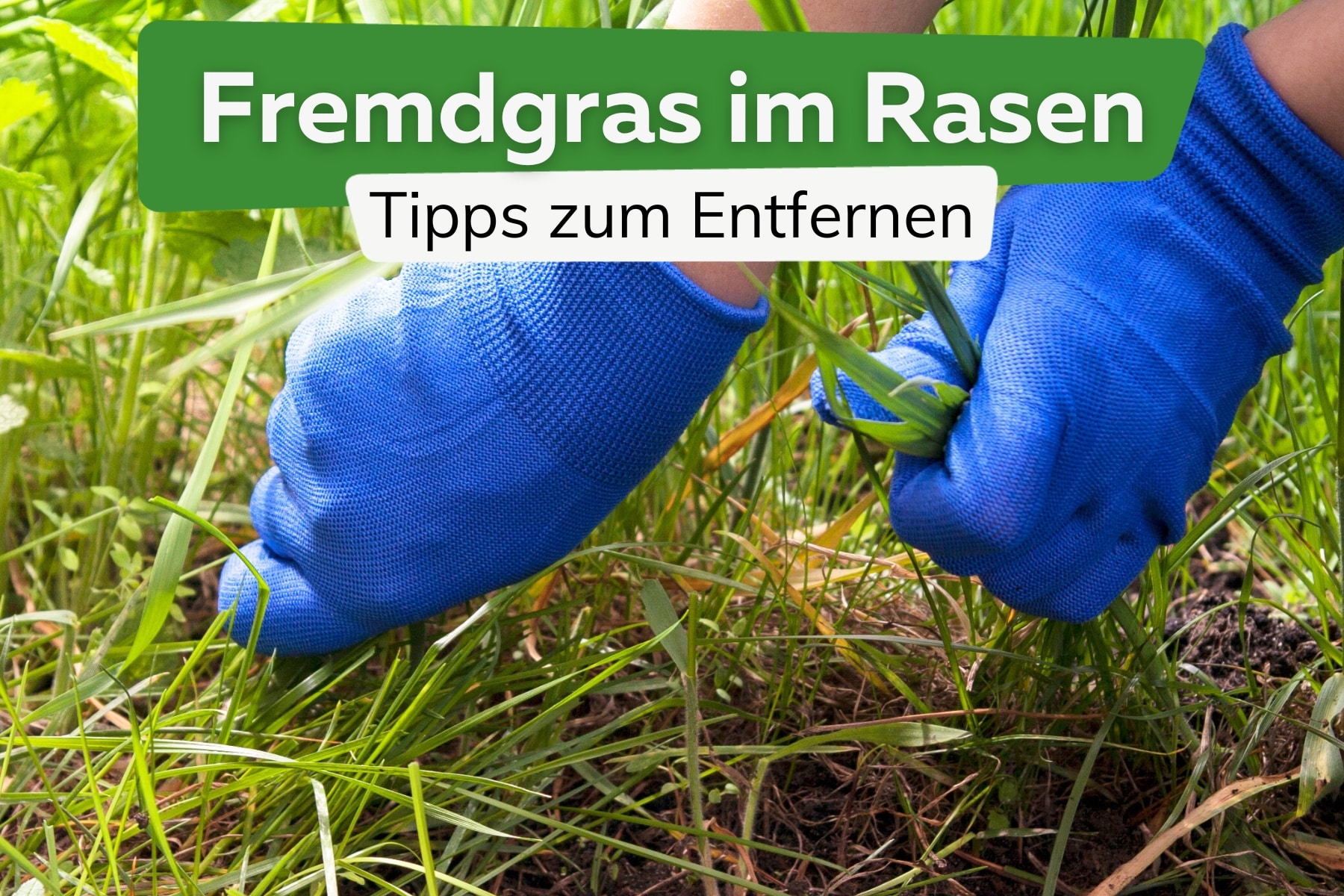 Fremdgras im Rasen: was hilft gegen dickes Wildgras?