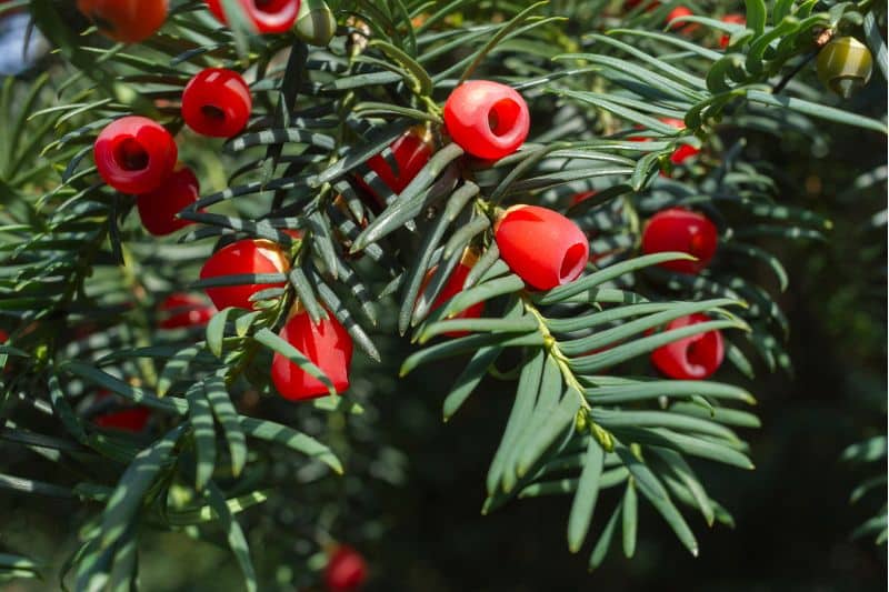 Gewöhnliche Eibe (Taxus baccata)