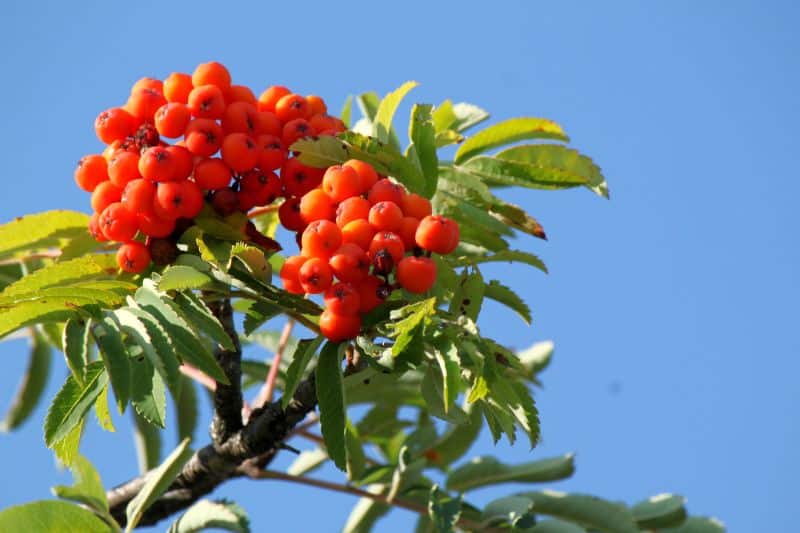 Gewöhnliche Mehlbeere (Sorbus aria)