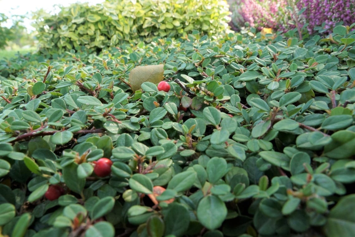 Gewöhnliche Zwergmispel (Cotoneaster integerrimus)