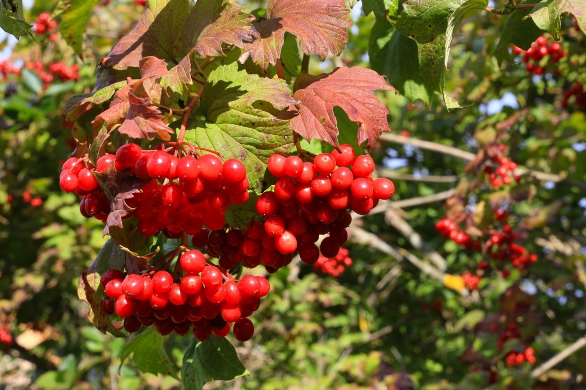 Gewöhnlicher Schneeball (Viburnum opulus)