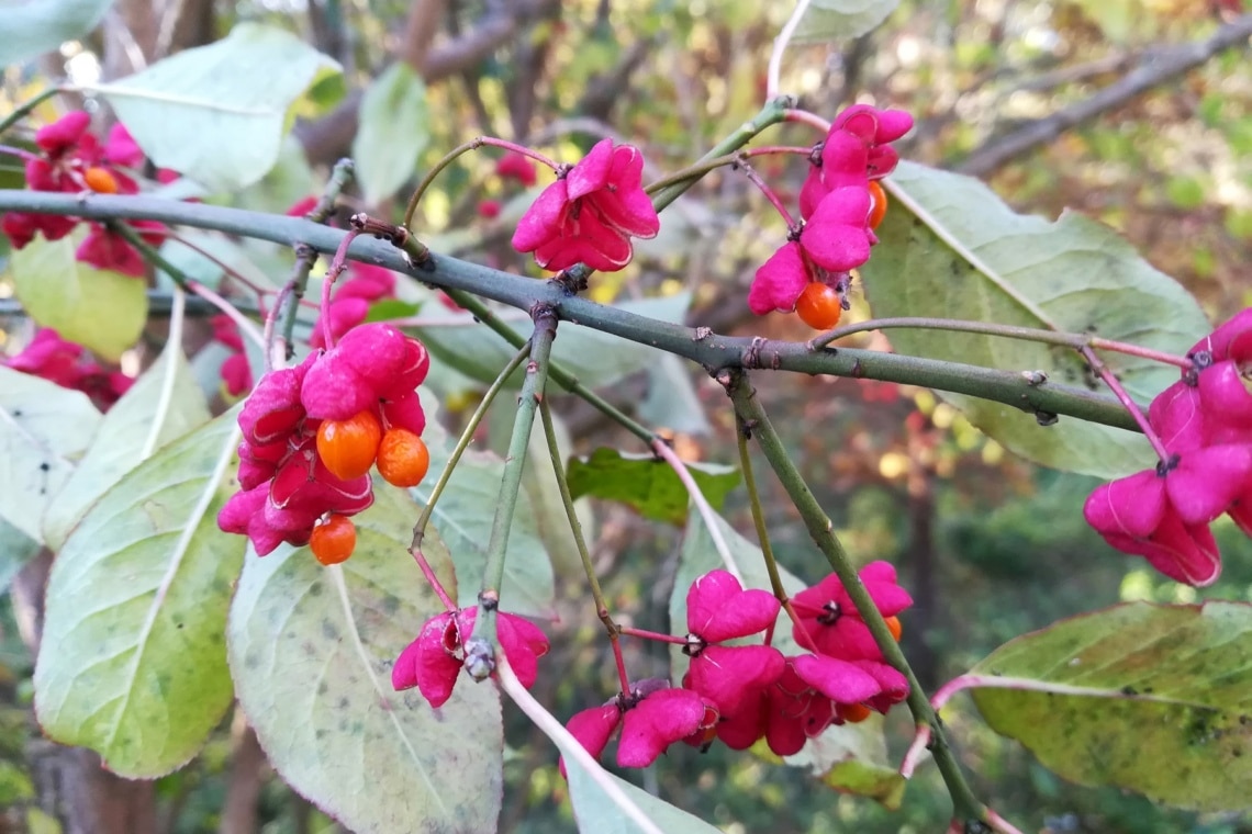 Gewöhnlicher Spindelstrauch (Euonymus europaeus)