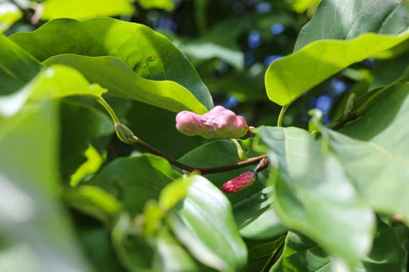 Gurken-Magnolie (Magnolia acuminata)