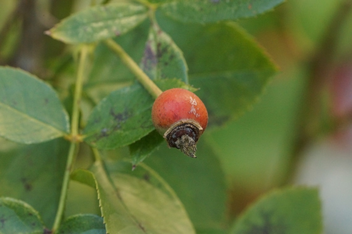 Hagebutte an Hundsrose (Rosa canina)