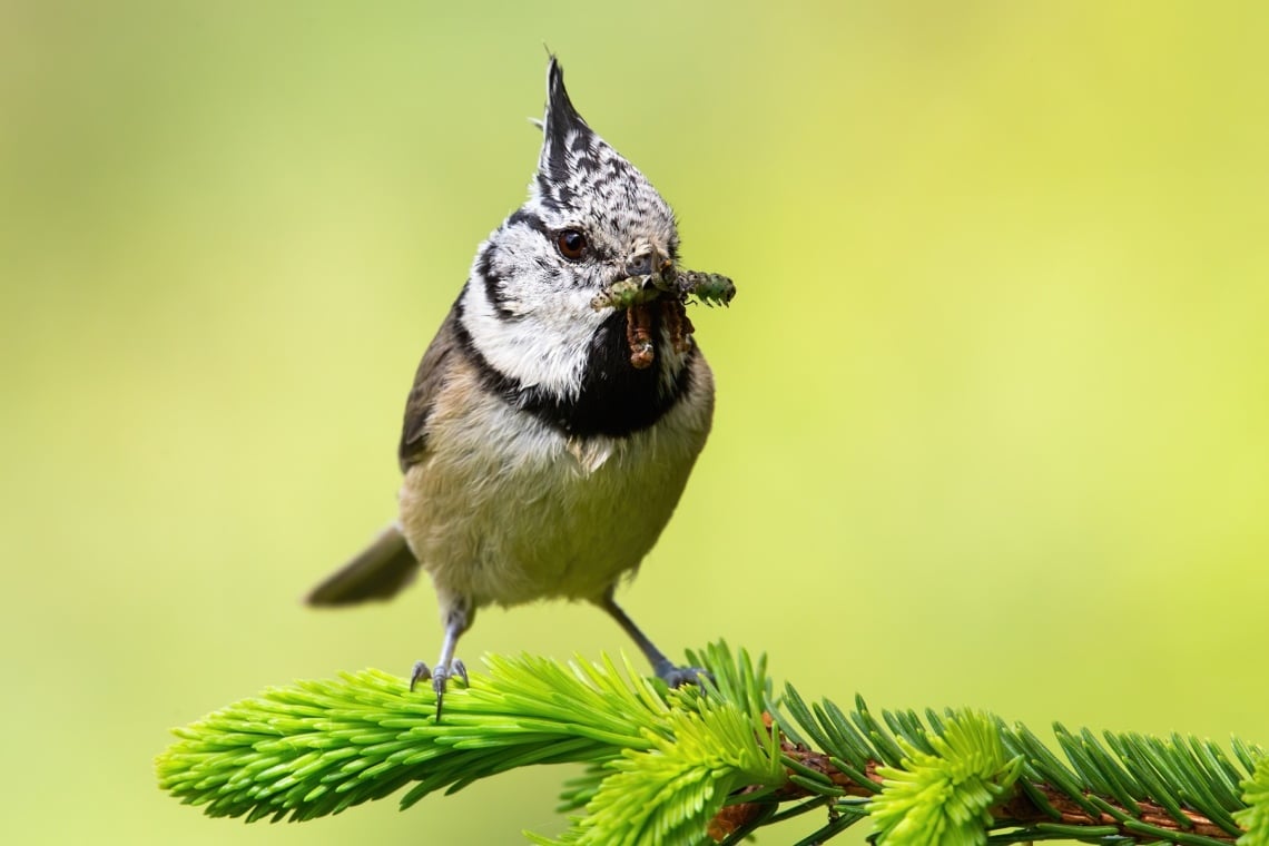 Haubenmeise (Parus cristatus)