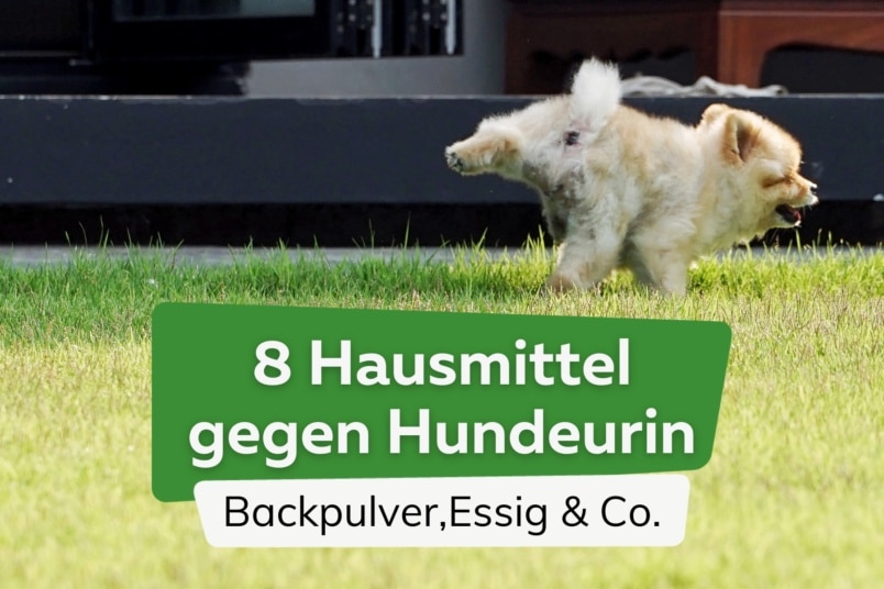 Was hilft gegen Hundeurin? | 8 Hausmittel wie Essig & Co