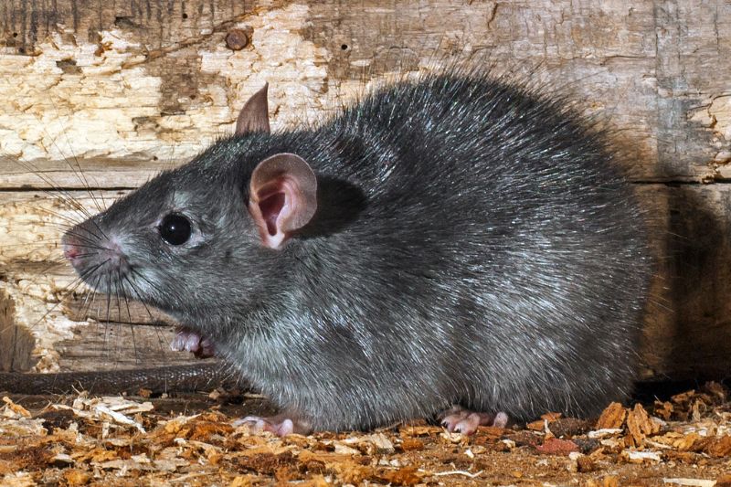 Hausratte (Rattus rattus)