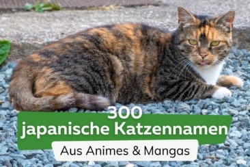 300 japanische Katzennamen & Namen aus Anime