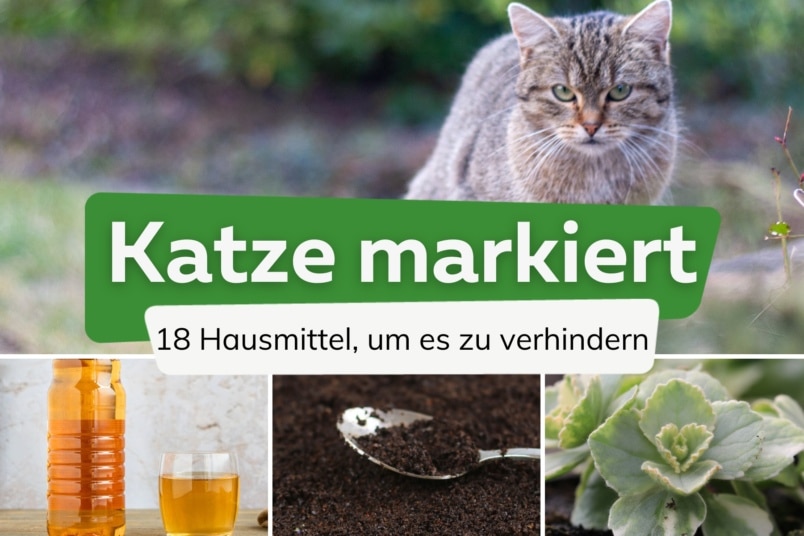 18 Hausmittel, die Katzen markieren verhindern