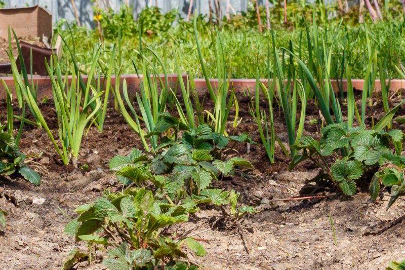 Knoblauch neben Erdbeeren im Beet