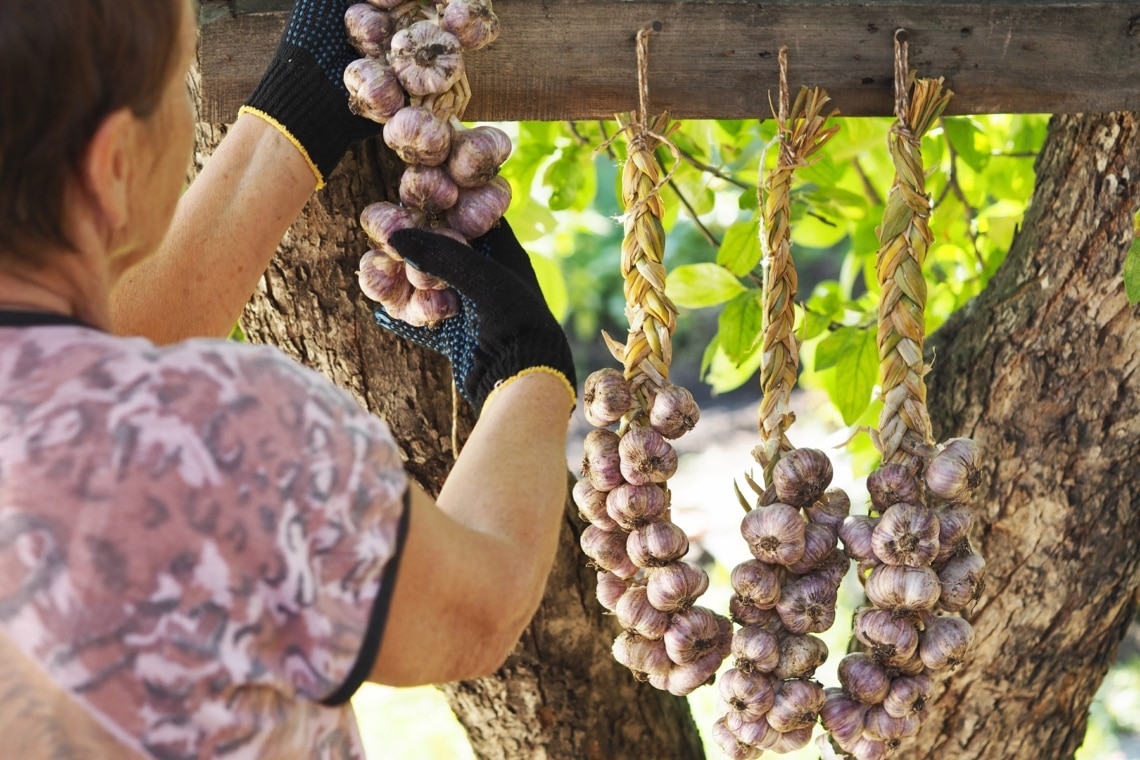 Knoblauch ernten und zu Zöpfen flechten