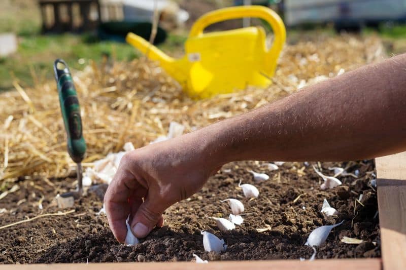 Knoblauch im Hochbeet stecken