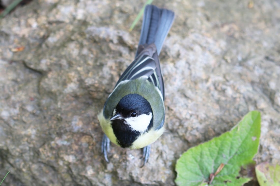 Kohlmeise (Parus major)