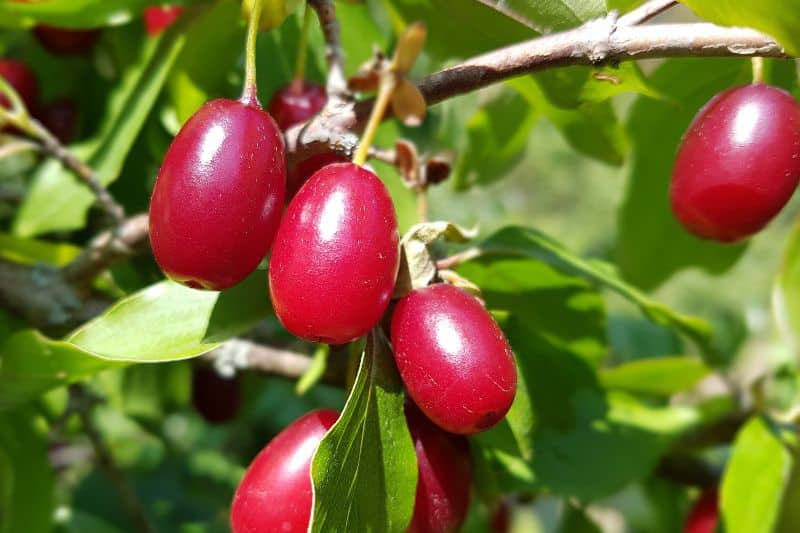 Kornelkirsche (Cornus mas)