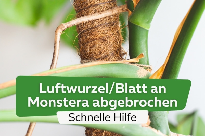 Monstera Blatt/Luftwurzel abgebrochen: wie retten?