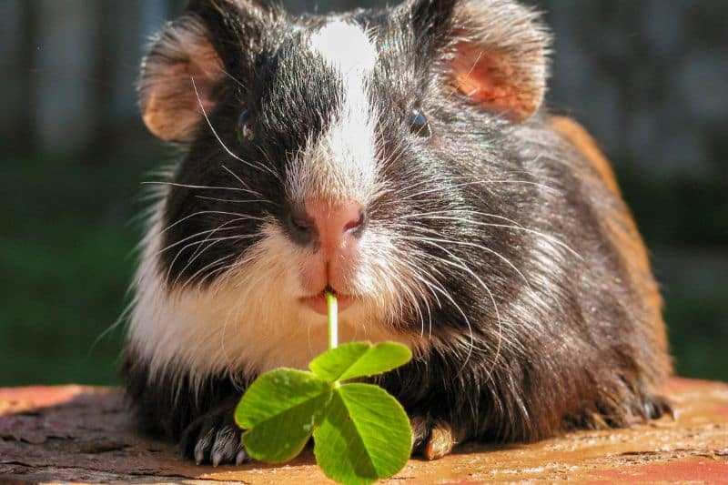 Meerschweinchen frisst Kleeblatt