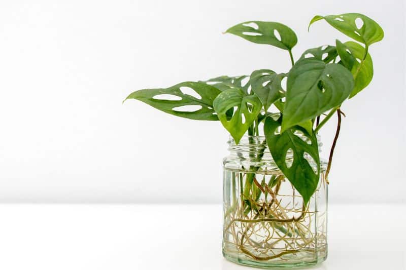 Monstera adansonii als Hydrokultur im Glas