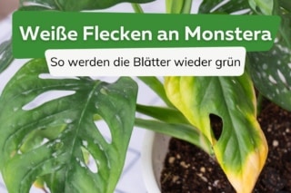 Monstera bekommt weie Flecken: was tun?
