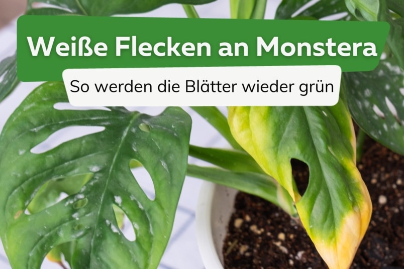 Monstera bekommt weiße Flecken: was tun?