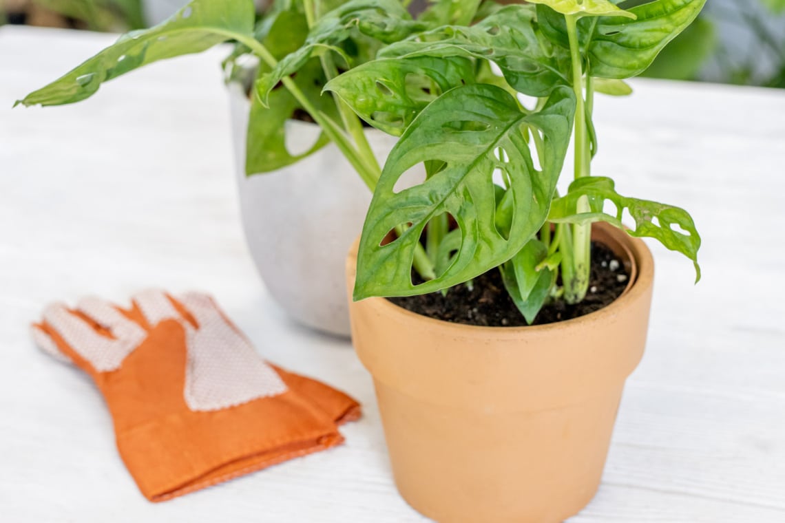 Gartenhandschuhe neben Monstera