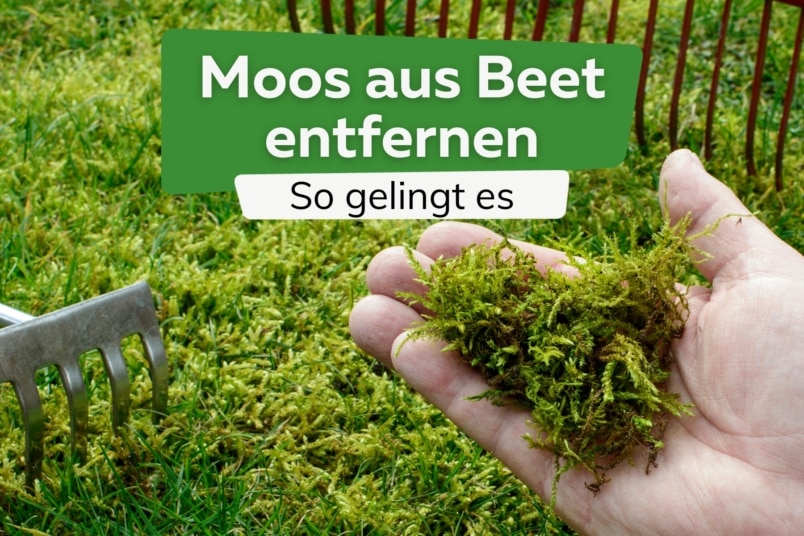 Moos im Beet: effektiv aus dem Blumenbeet entfernen