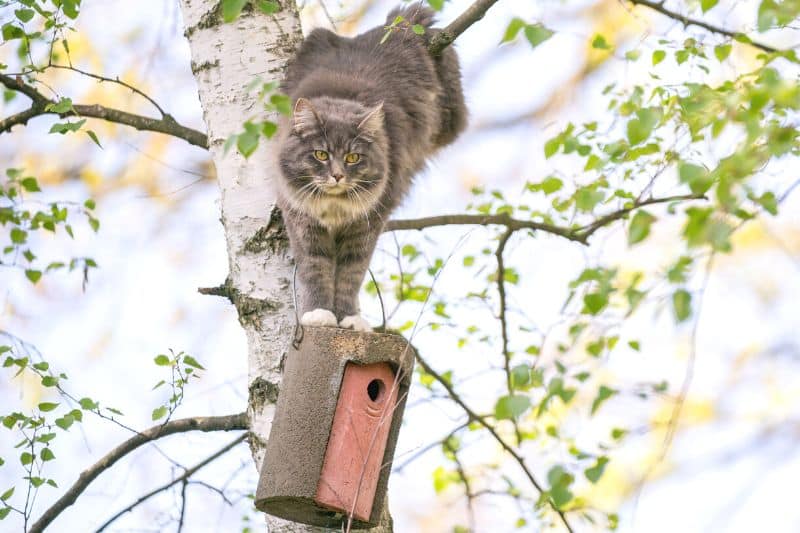 Katze sitzt auf Nistkasten