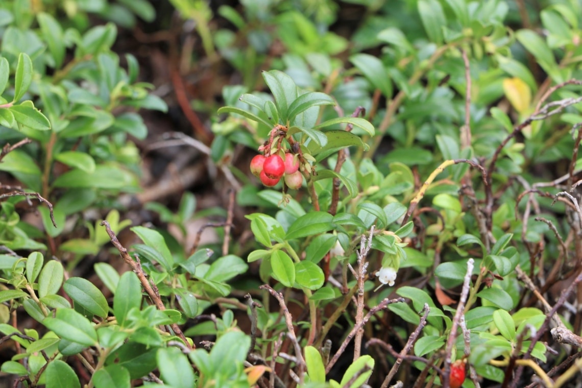 Preiselbeere (Vaccinium vitis-idaea)