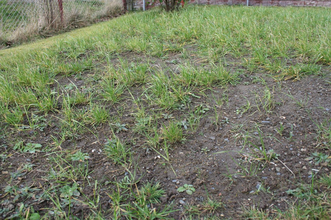 Blumenerde als Pflanzerde für Rasen auffüllen
