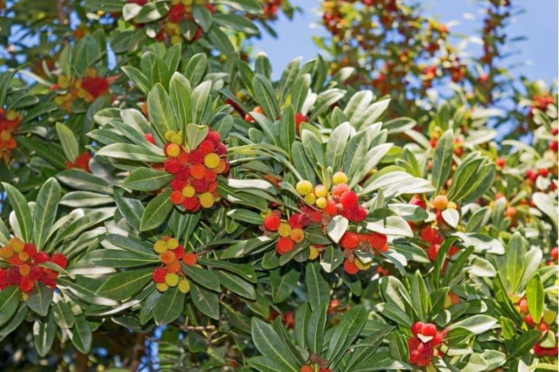 Rotblühender Erdbeerbaum 'Rubra' (Arbutus unedo)