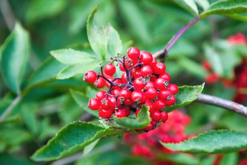 Rote Apfelbeere (Aronia arbutifolia)