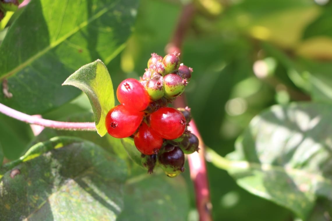 Rote Heckenkirsche (Lonicera xylosteum)