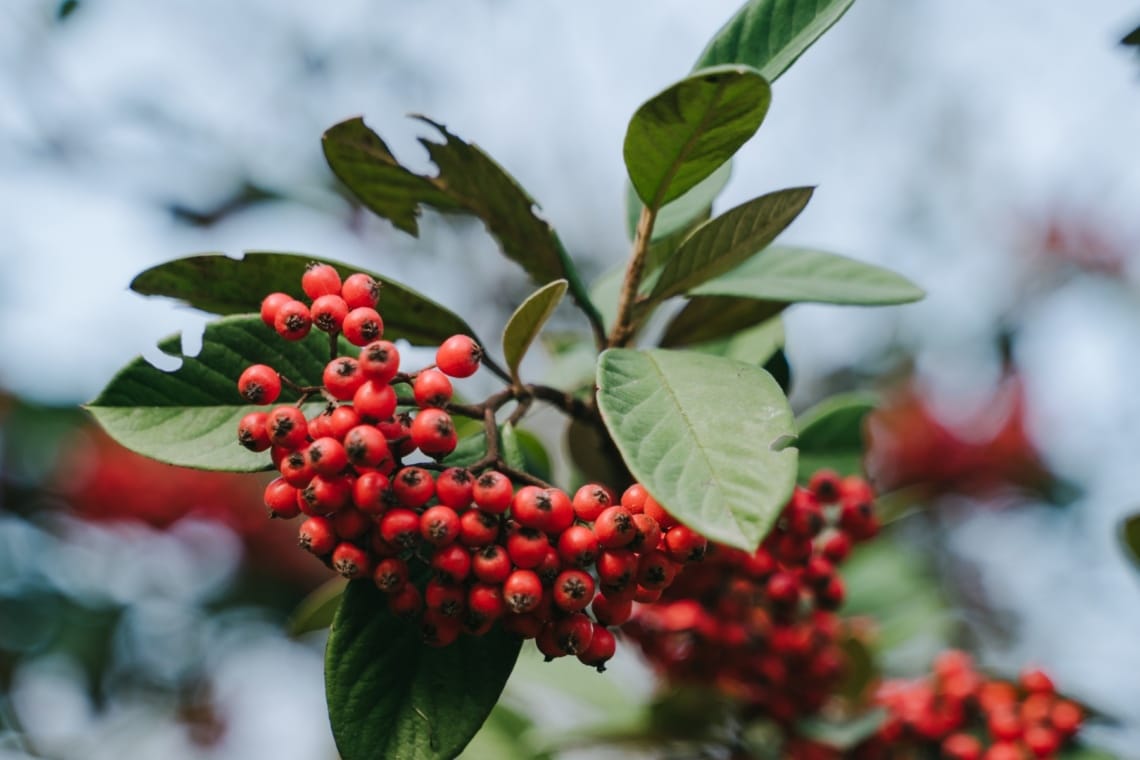 Roter Holunder (Sambucus racemosa)