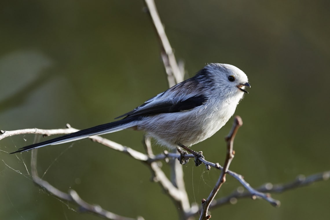 Schwanzmeise (Aegithalos caudatus)