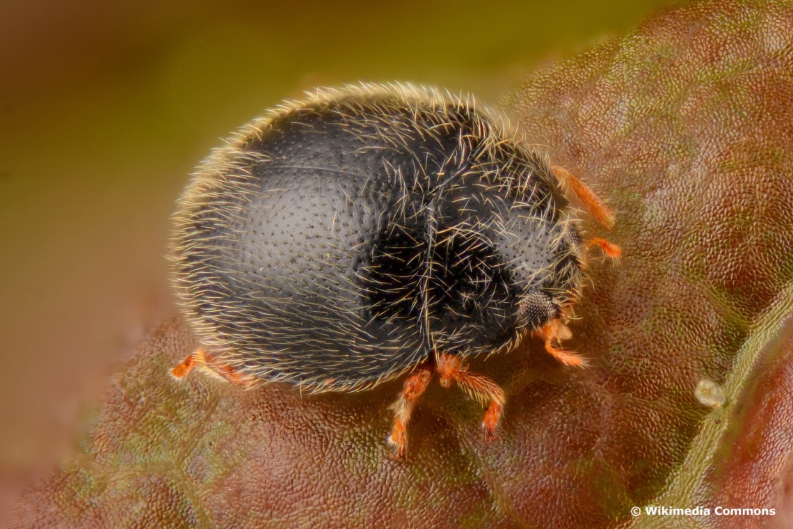 Schwarzer Kugelmarienkäfer (Stethorus punctillum)