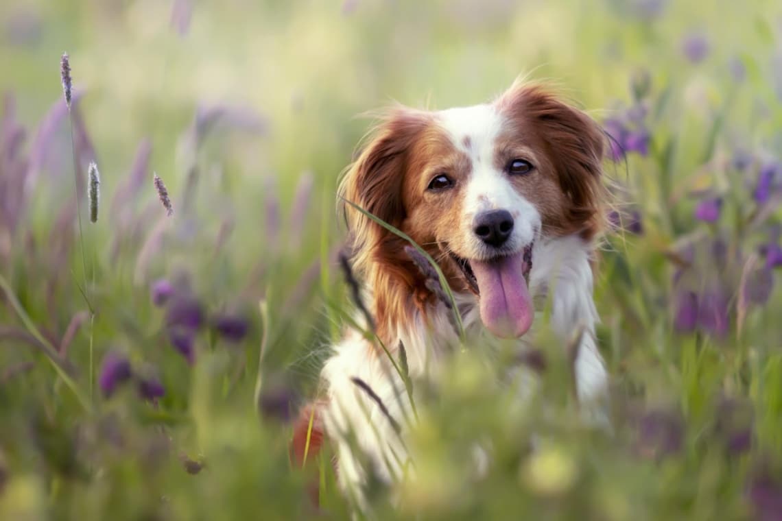 Kooikerhondje Hunde in einem Feld