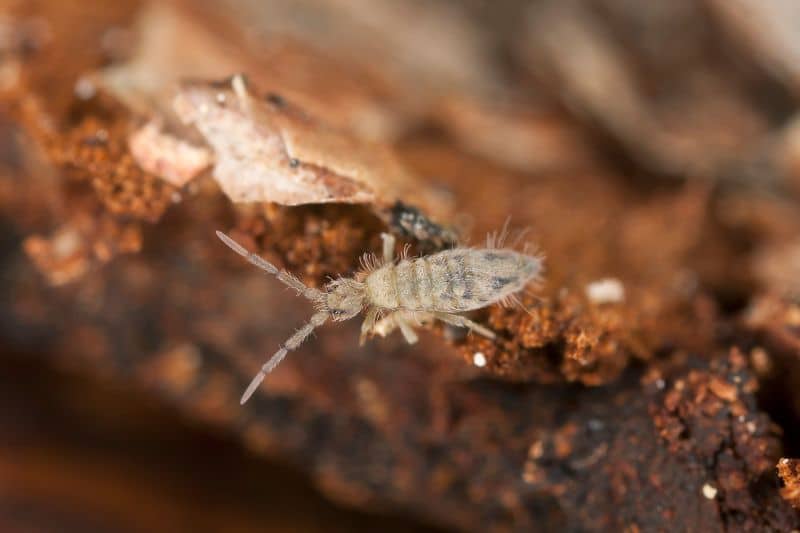 Springschwanz (Collembola)