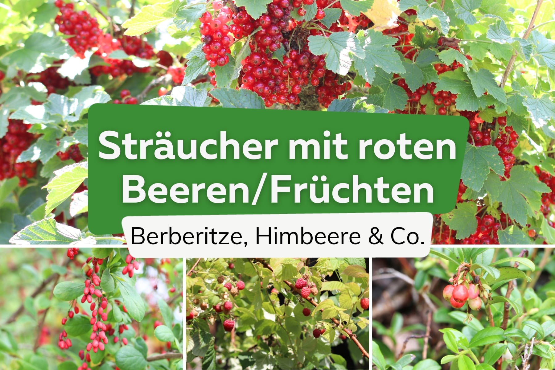 Strauch mit roten Beeren und Früchten: 16 Arten